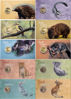 Picture of Австралія набір з 10 монет 1 долар 2011-2013 "Дитинчата диких тварин"