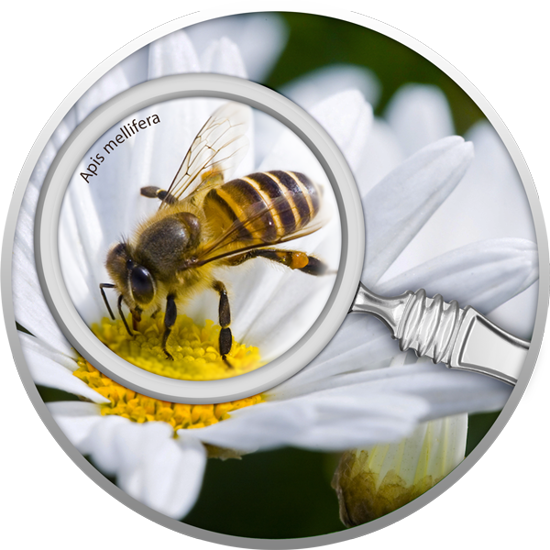Picture of Серебряная монета "Пчела с линзой" 17,5 грамм, 2020 год